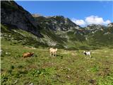 Mahavšček 2008 m Planina Govnjač.